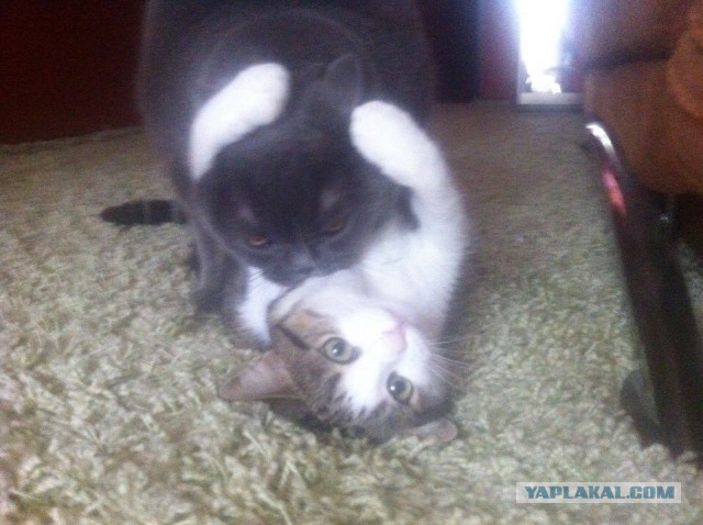 Котовторник