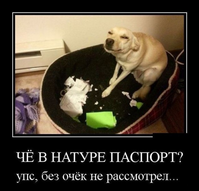 15 котов, мимике которых можно только позавидовать
