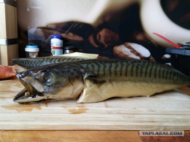 Скумбрия малосольная