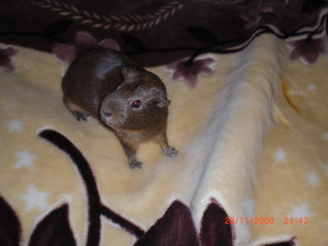 Да что вы знаете о милоте?