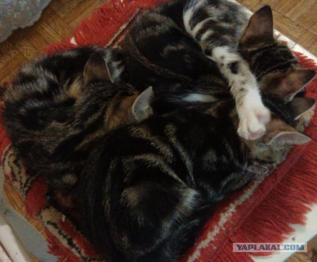 Котовторник 08.11.2016