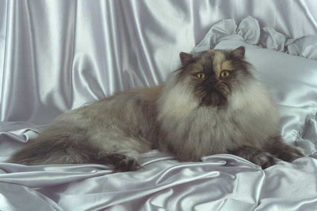 Коты из сети