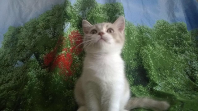 Коты из сети