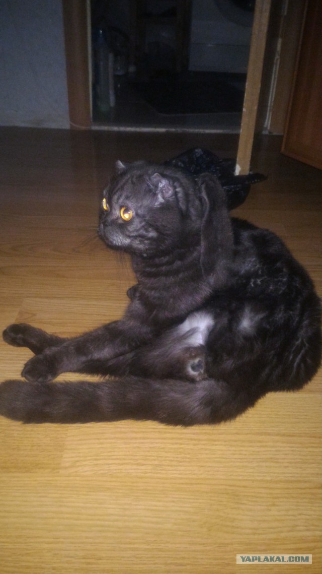 Котовторник  17.01.2017