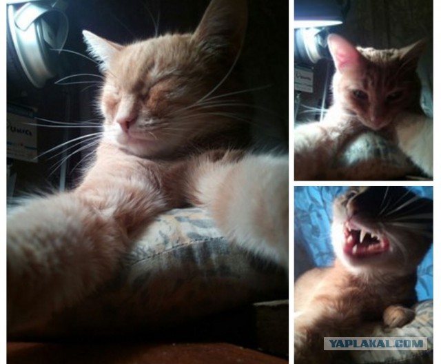 Котовторник 21.02.2017