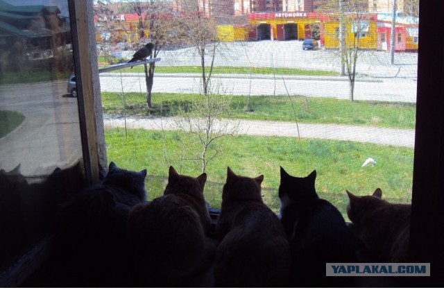 Котовторник 20.06.2017