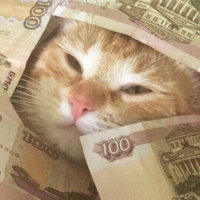 Коты и Кошки