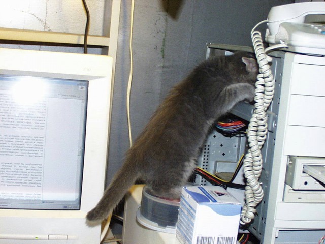20 шикарных фотографий, в которых вся суть котов