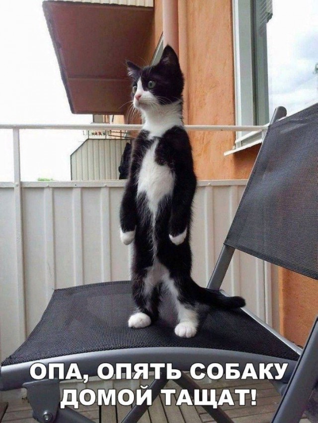 Коты и Кошки