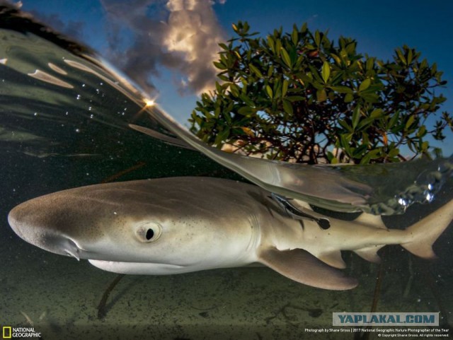 Финалисты конкурса фотографий National Geographic