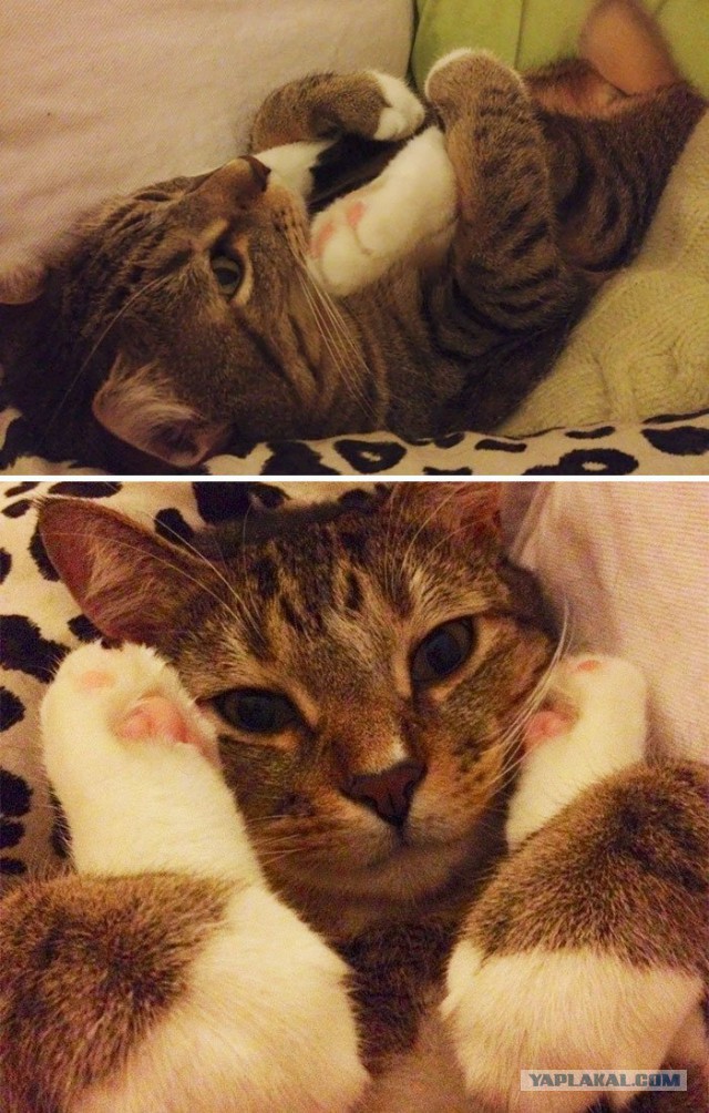 Коты застигнутые врасплох