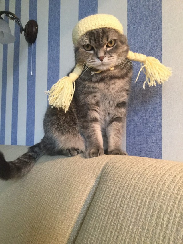 Прикольных котов пост