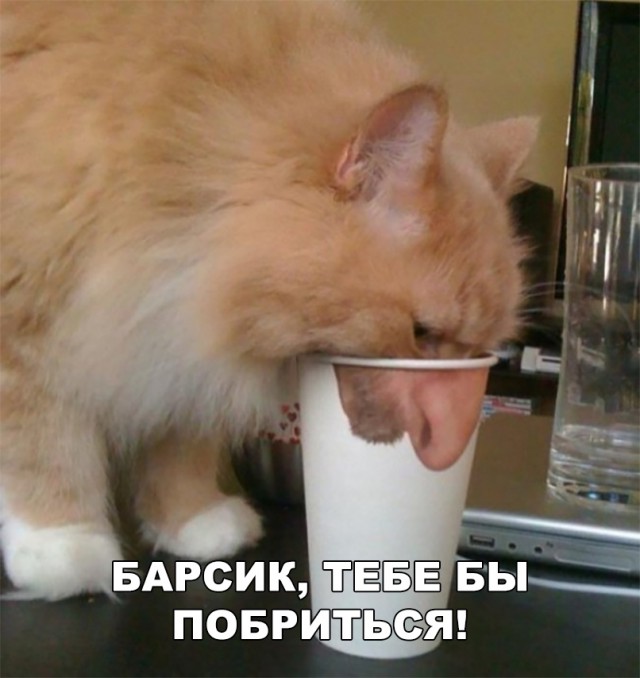 Неадекватные коты