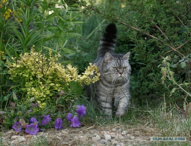 Котовторник на ЯПлакалъ (10.06.08), прикольные коты, добавляем свои!