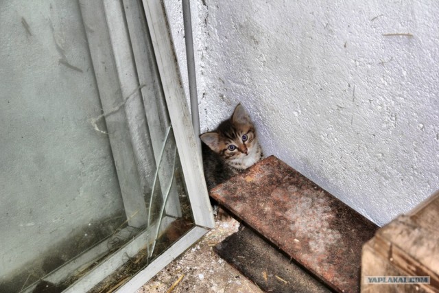 Котовторник на ЯПлакалъ