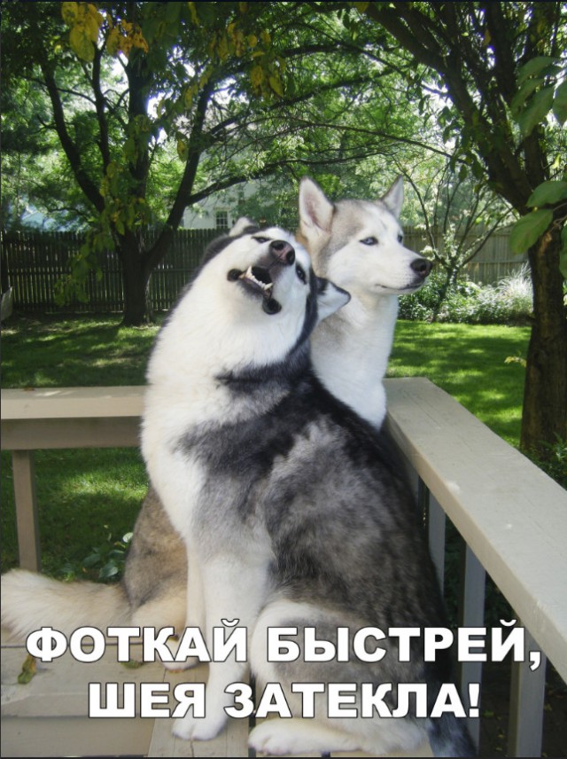 Милые животные. Мимиметр сломался
