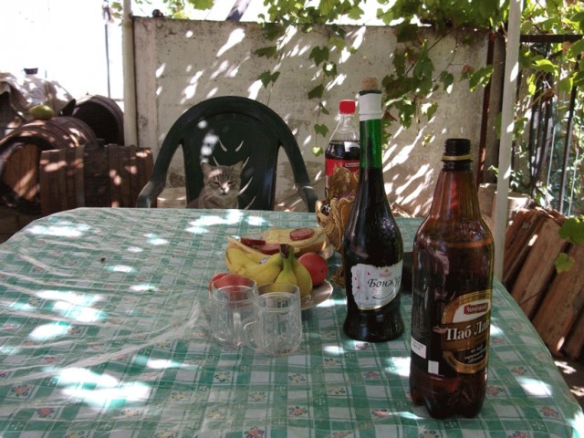 Котовторник 06.09.11