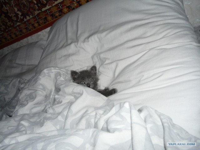Котовторник (10.01.2012)
