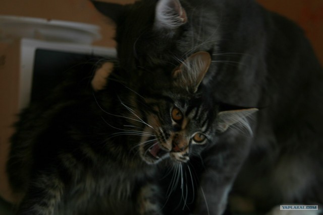Котовторник! 13.03.2012