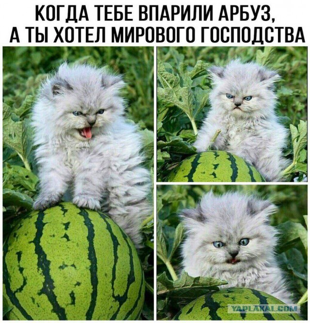 Нестандартный юмор