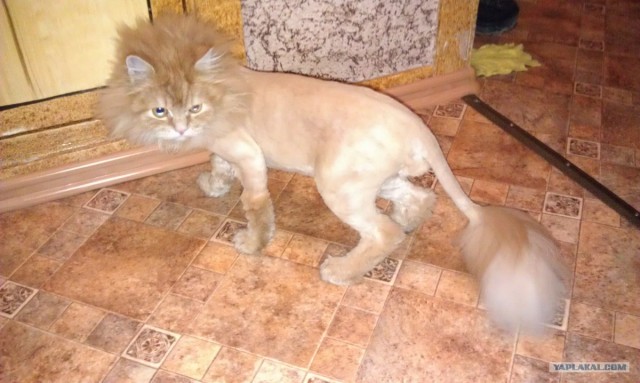 Котовторник 1 мая 2012