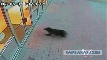 Стекло или мишка