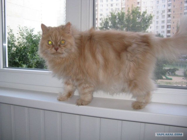 Котовторник 10. 07. 2012