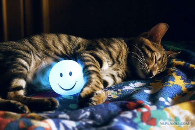 Котовторник 12.02.13