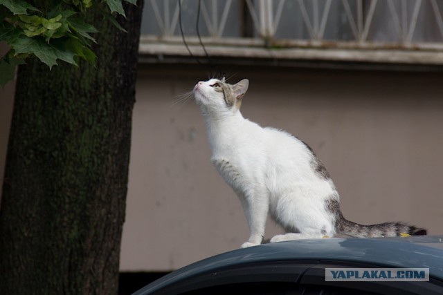 Котовторник 23.07.2019.