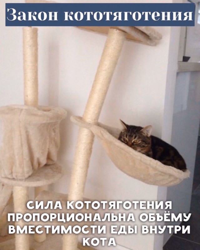 8 основных законов котиков