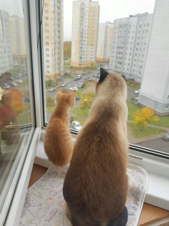 Живность из сети