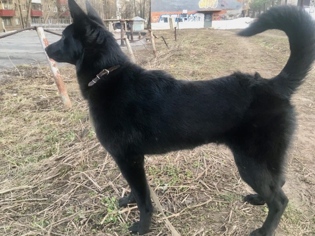 Живность 15.03.20