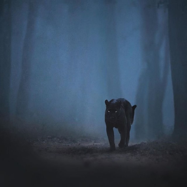 Фотограф два года снимал чёрных пантер