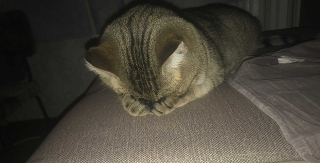 Коты, которые спят где попало и как попало