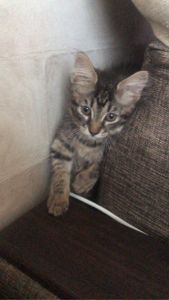 Котовторник. Наша собственная банда