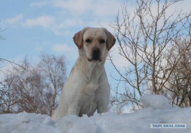 Собакопонедельник!