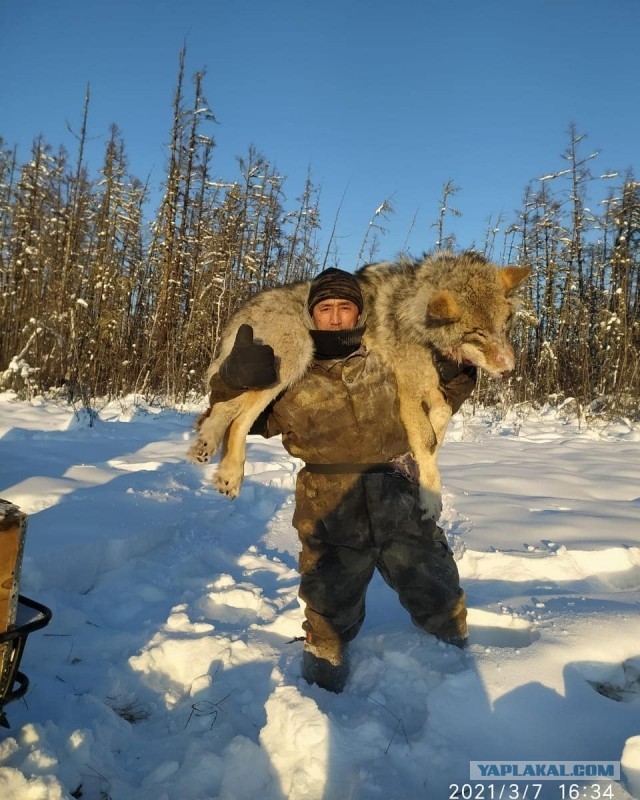 Охота на волка в Якутии