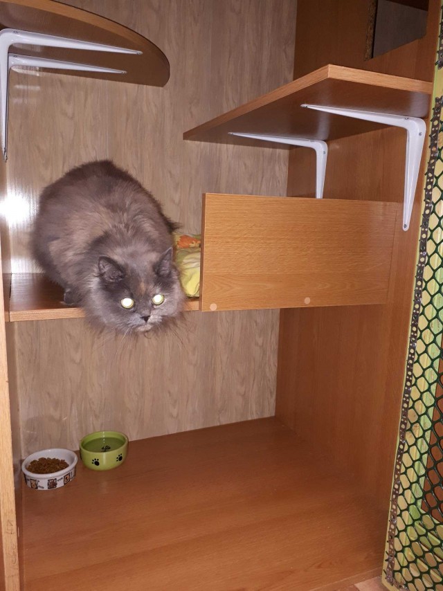 Подборка всякой живности