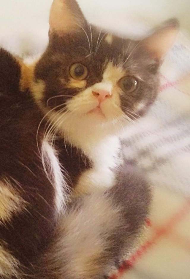С котовторником!