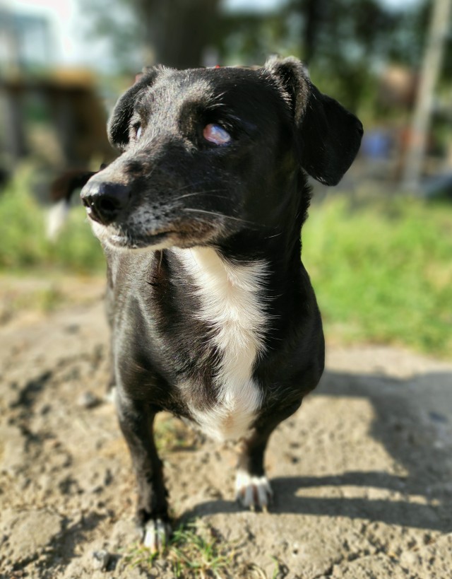 Собакены