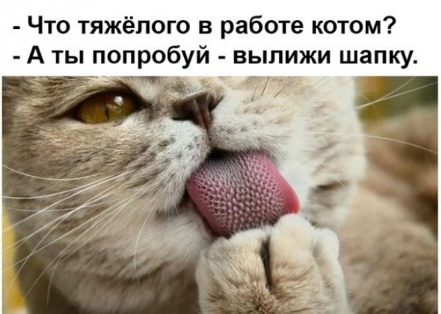 Картинки с надписями и всякие жизненные фразы