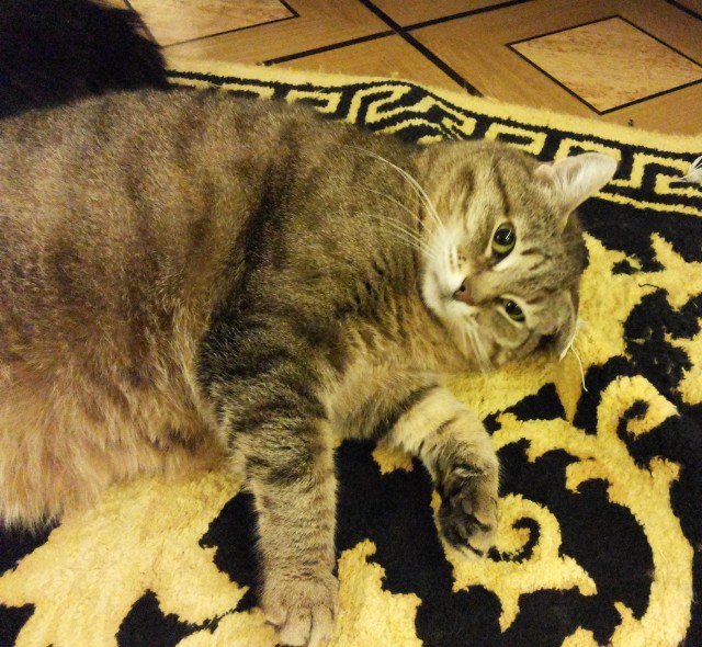 А котовторник уже начался?