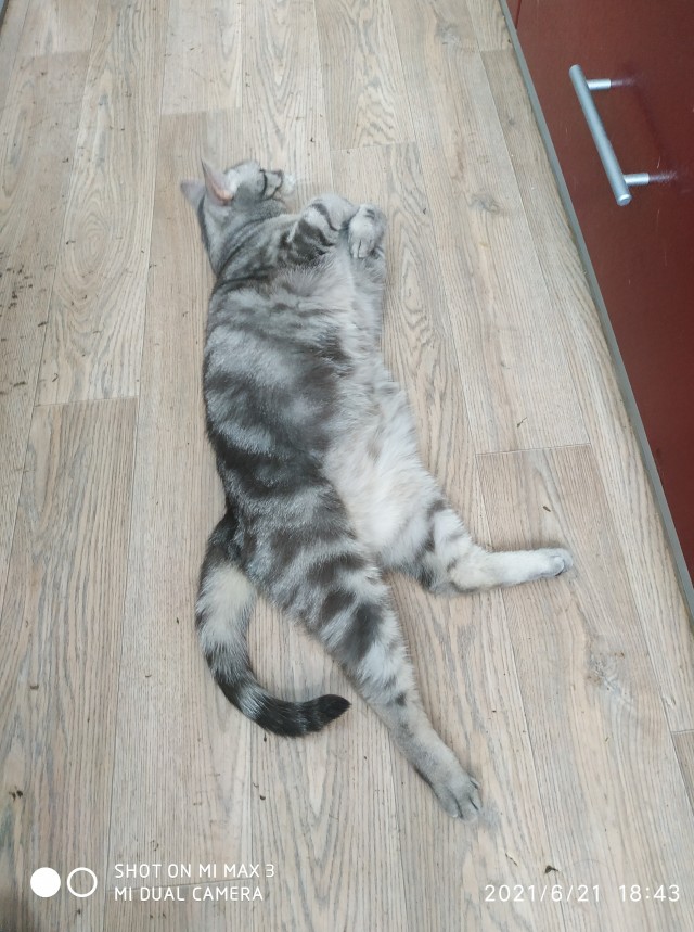 А котовторник уже начался?