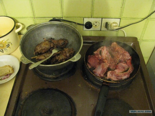 Заяса-выбегаяса...
