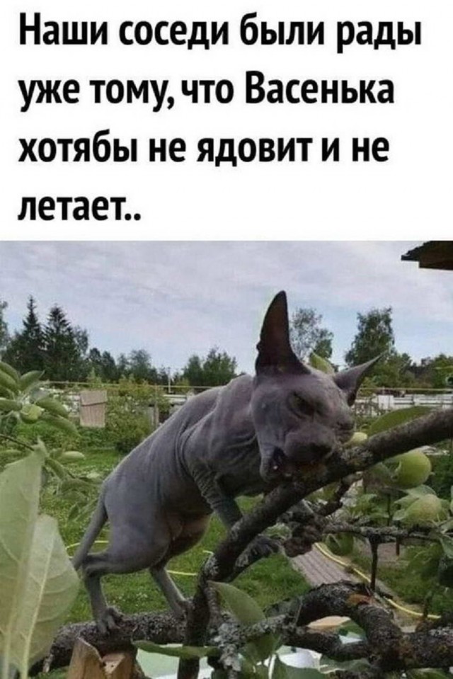 Картинки и мемы для настроения 01.12.2021