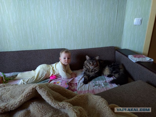 Кот Мейн-кун: царь домашних кошек!