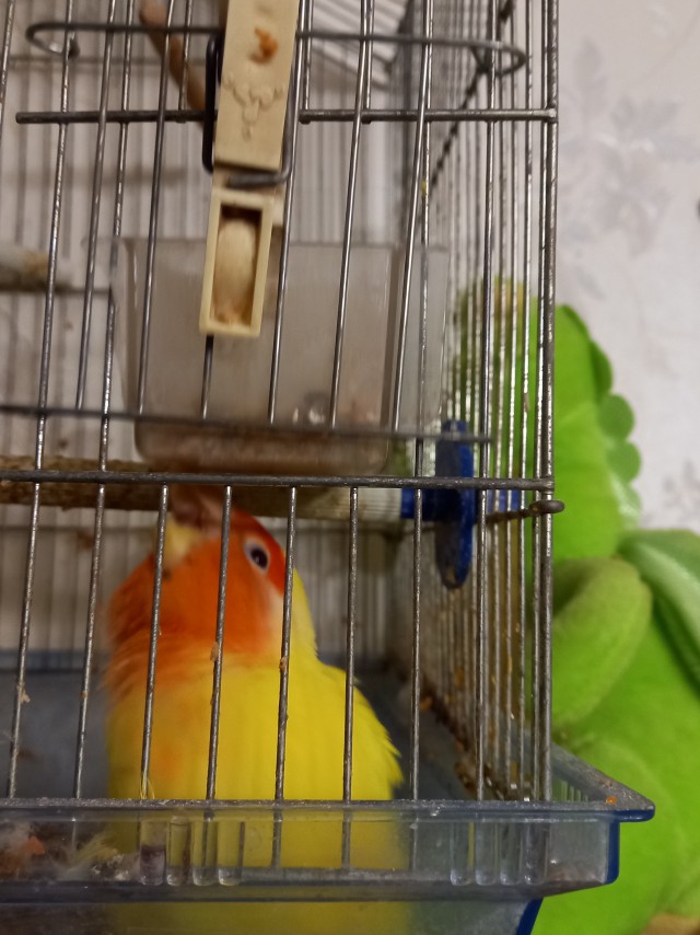 Девушка подстригла кошке шею, чтобы она стала красивее...