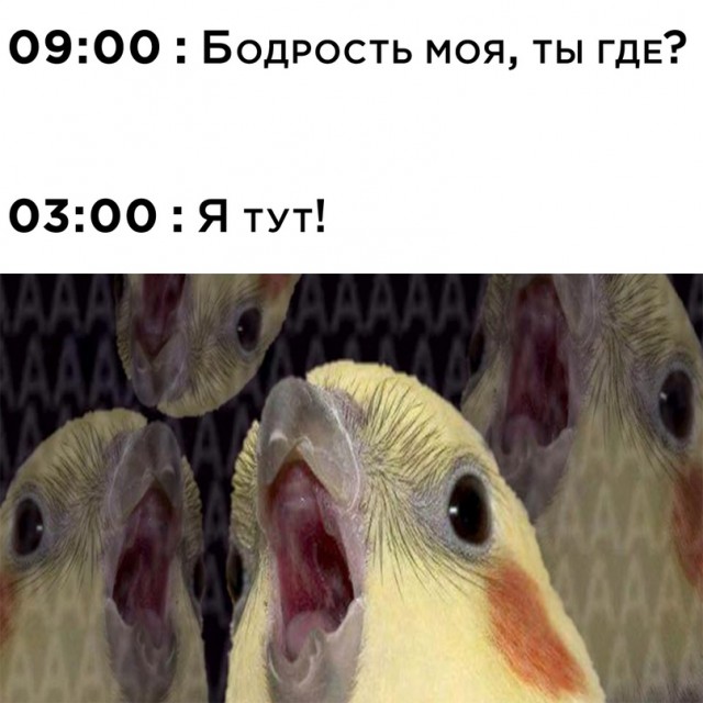 Весёлый полтишок 27.12