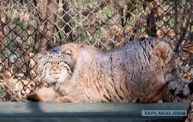 Котю дразнят