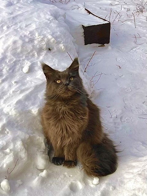 Нафиг эту войну, ковид и т.п. Посмотрите лучше на моего кота!